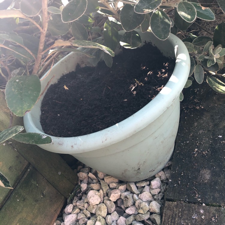 plant image 1262846