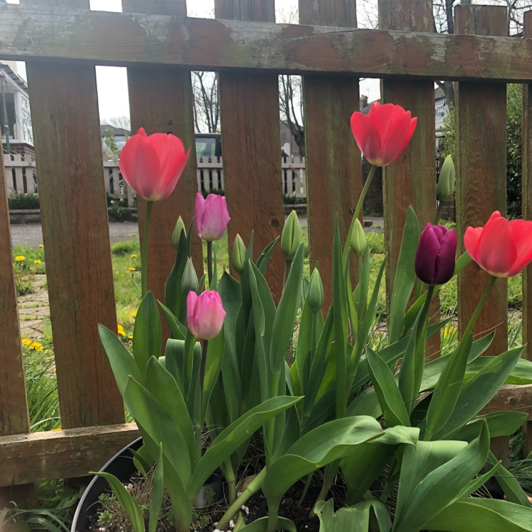 Plant image Tulipa 'Menton'