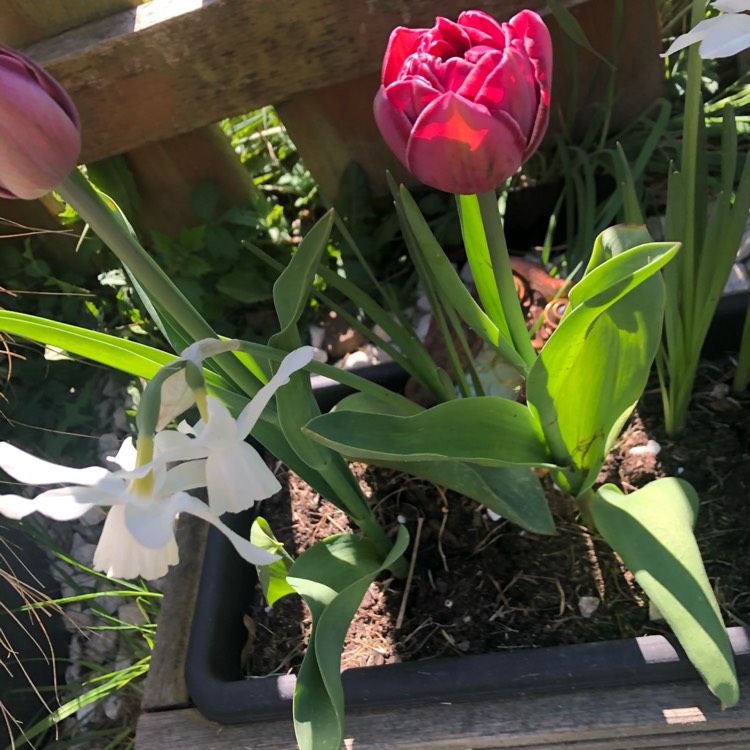 Plant image Tulipa 'Blue Parrot'