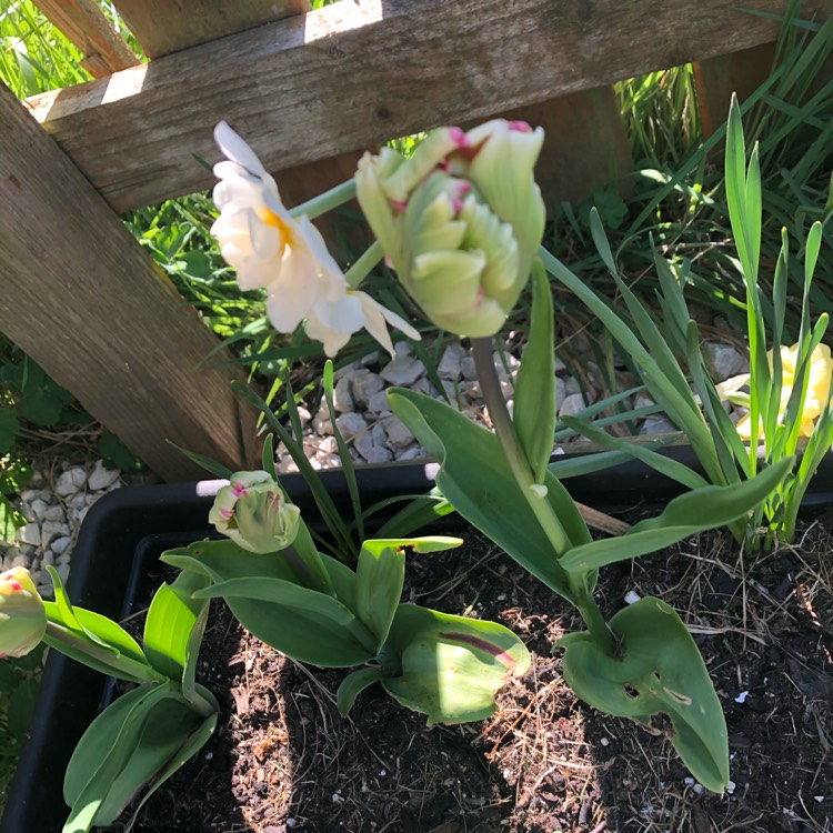 plant image 1275094