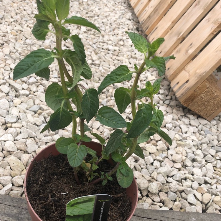 Plant image Mentha 'Berries and Cream'