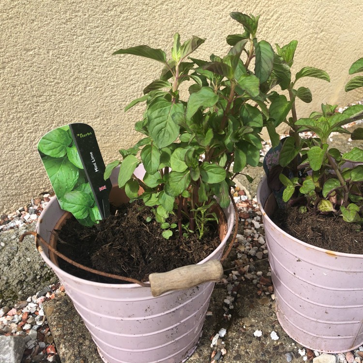 plant image 1284752