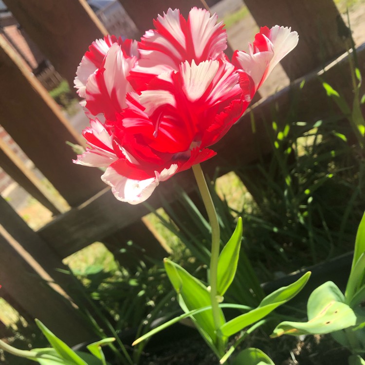 plant image 1289906