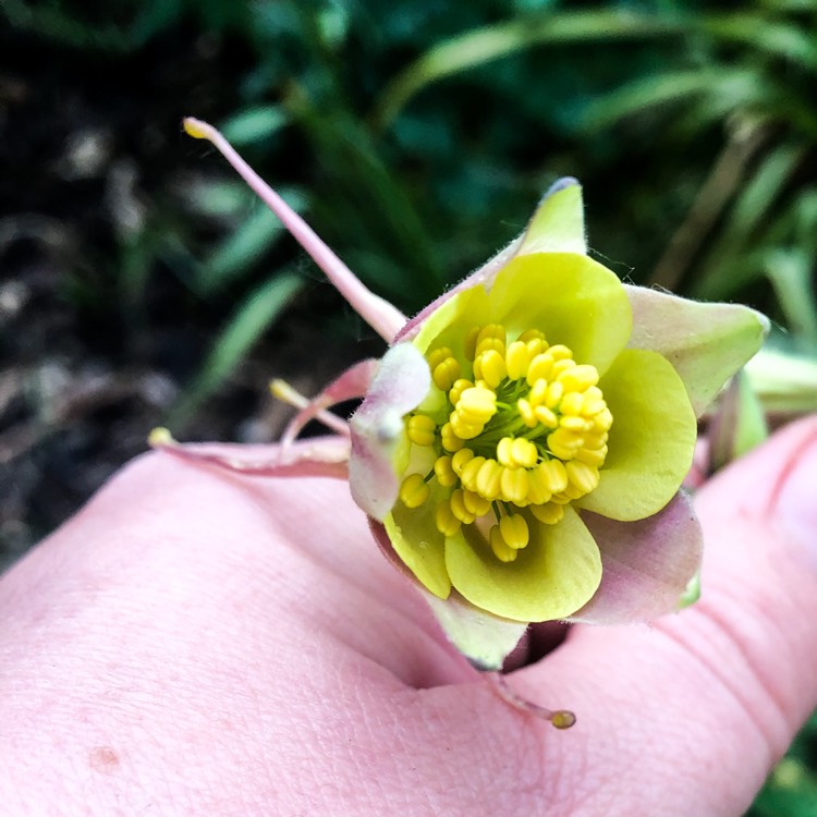 Plant image Aquilegia 'Mrs Scott Elliot'