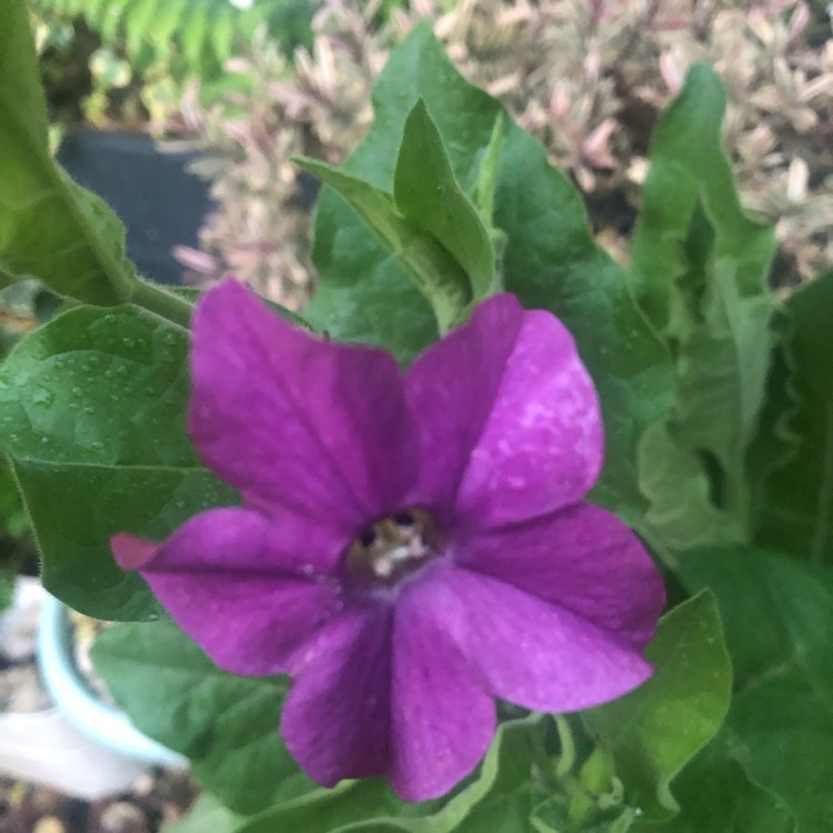 plant image 1347580