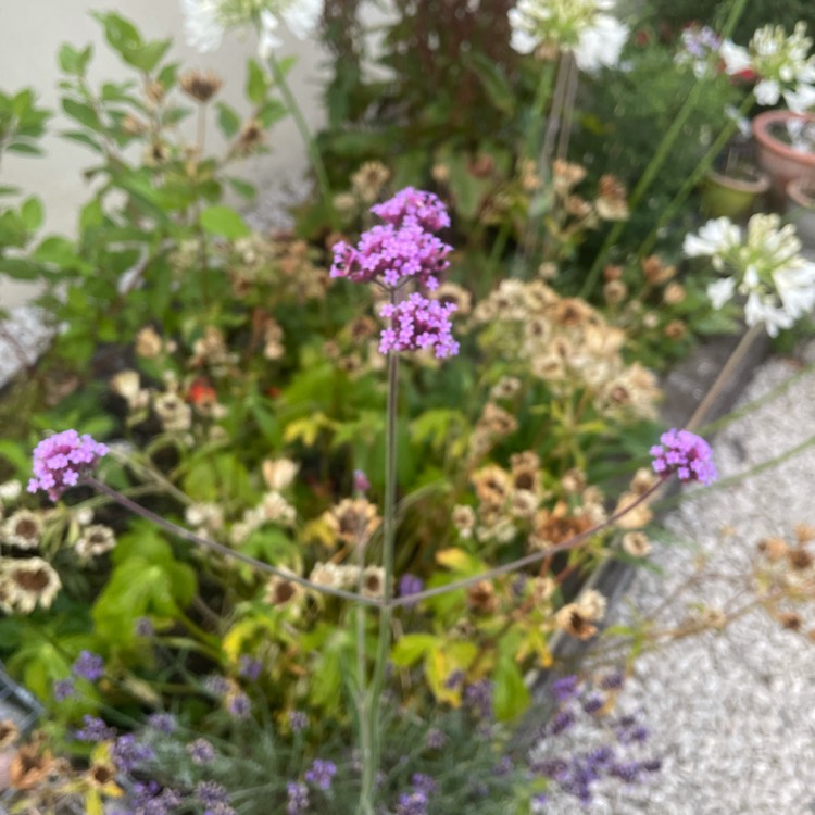 Plant image Verbena bonariensis 'Lollipop'