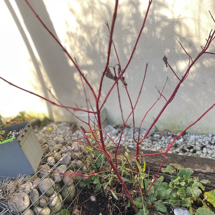 Plant image Cornus alba 'Sibirica'