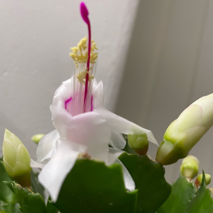 Plant image Schlumbergera truncata 'White Christmas'