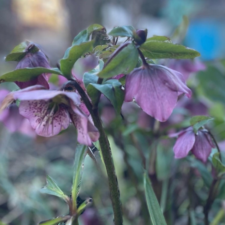 plant image 1567259 plant image 1567259