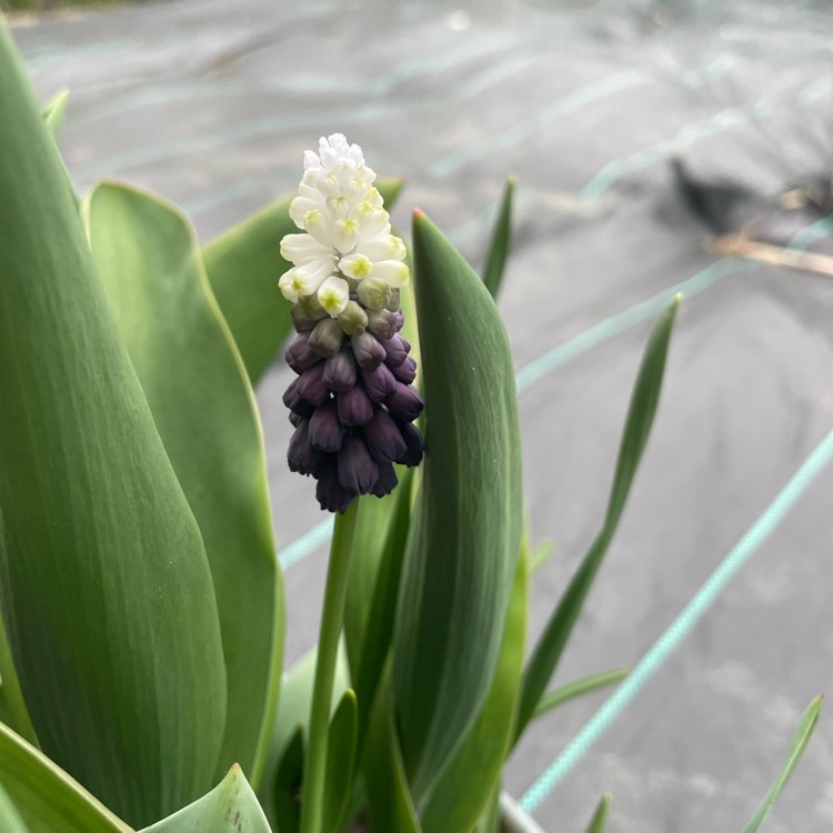 plant image 1571352