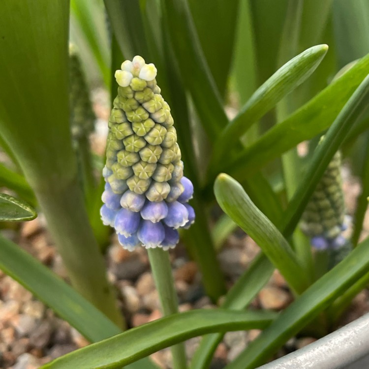 plant image 1571353