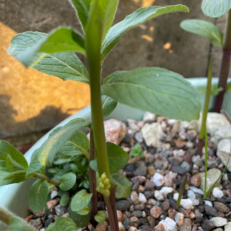 plant image 1579444