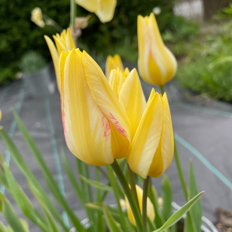 Plant image Tulipa 'Antoinette'