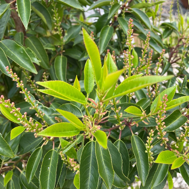 plant image 1584435