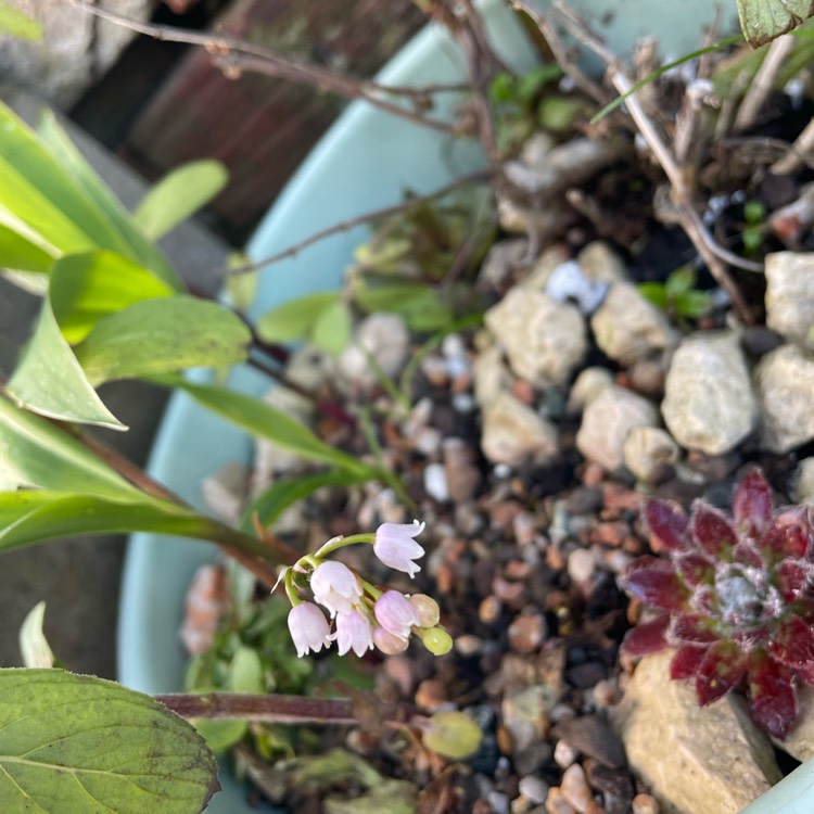 Plant image Convallaria majalis 'Rosea'