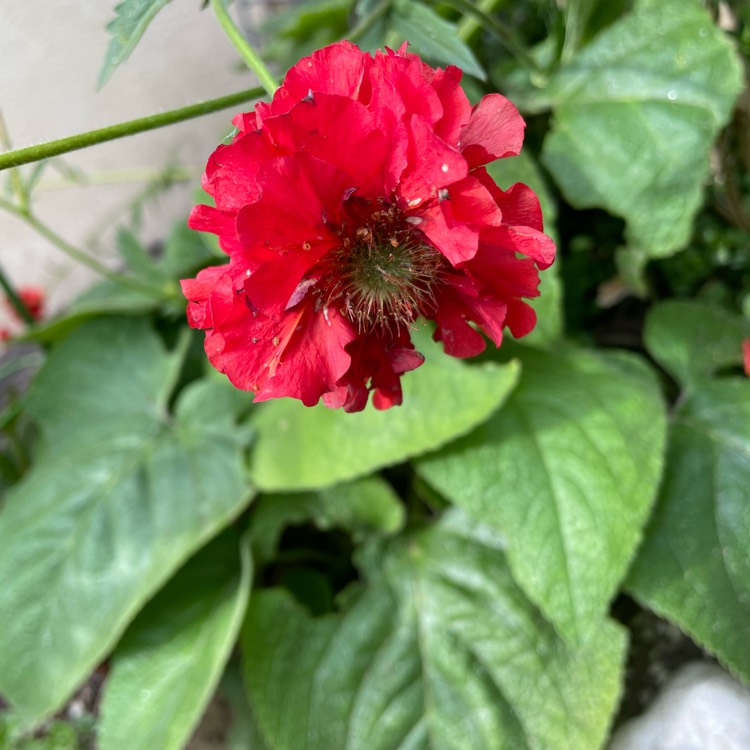 Plant image Geum 'Fiery Tempest'