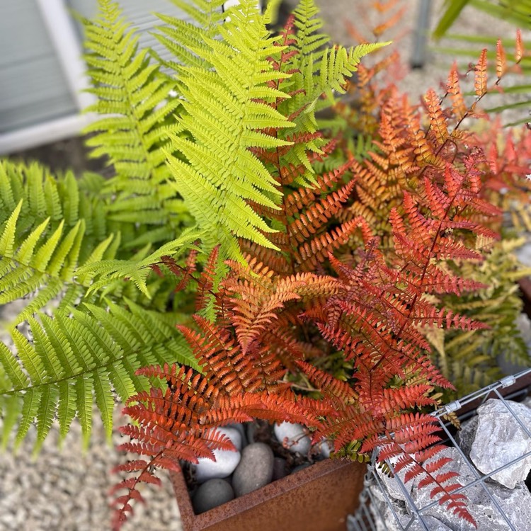 Plant image Dryopteris erythrosora 'Brilliance'