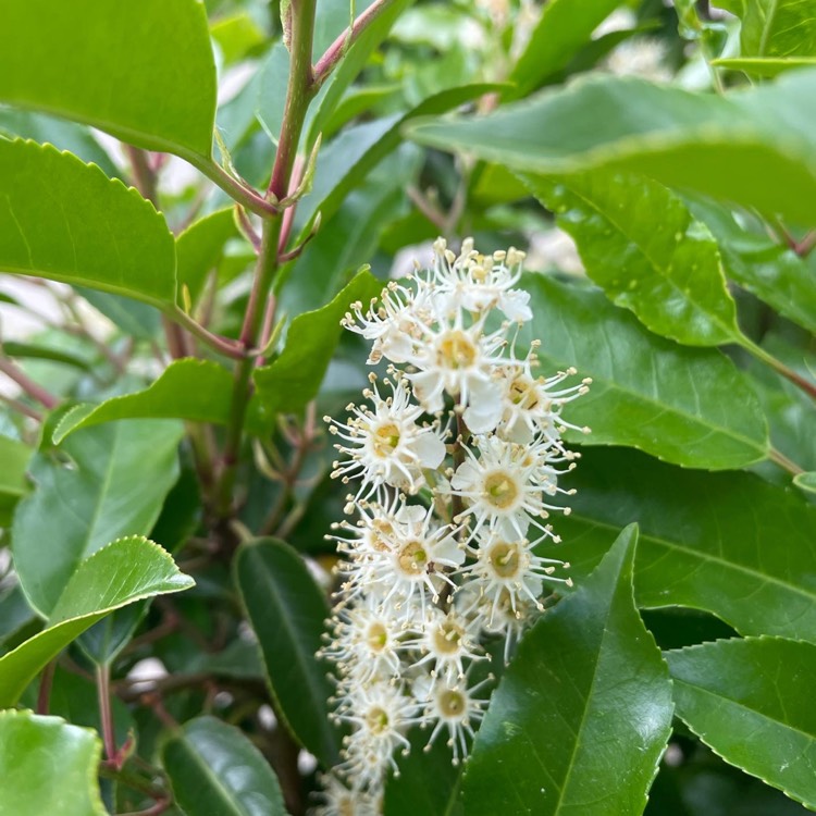 Plant image Prunus lusitanica 'Angustifolia'