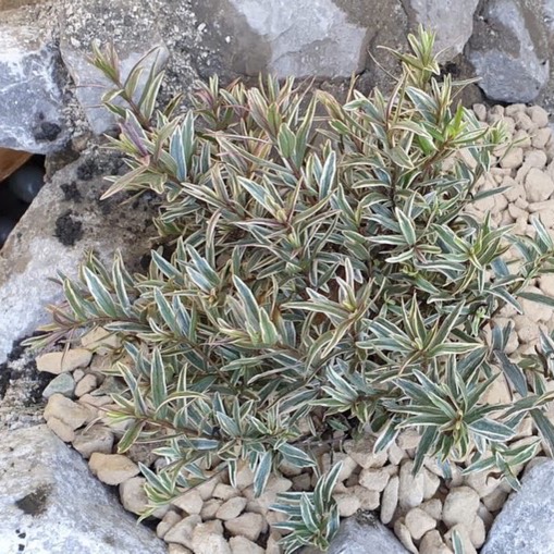 plant image 1605904 plant image 1605904