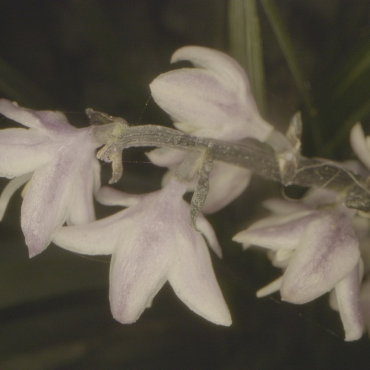 plant image 1614805 plant image 1614805