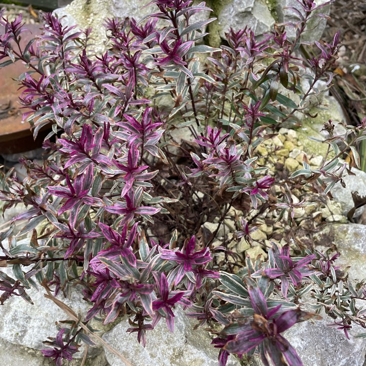 plant image 1647230 plant image 1647230