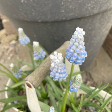 Grape Hyacinth 'Peppermint'