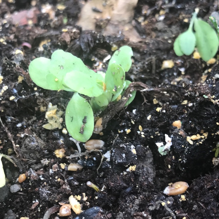 plant image 469645