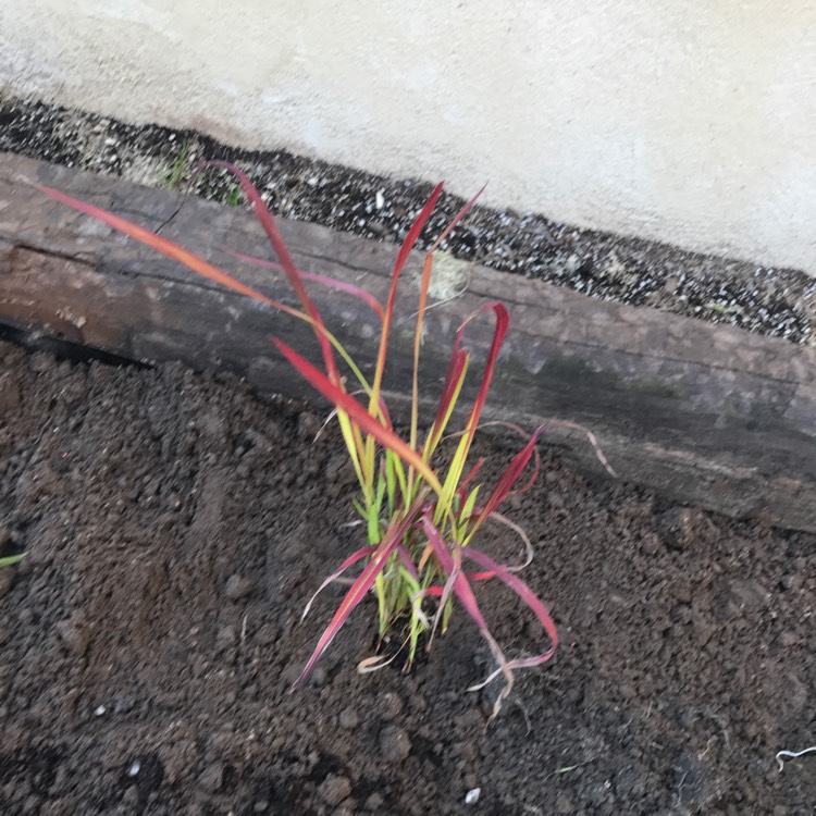 plant image 521848
