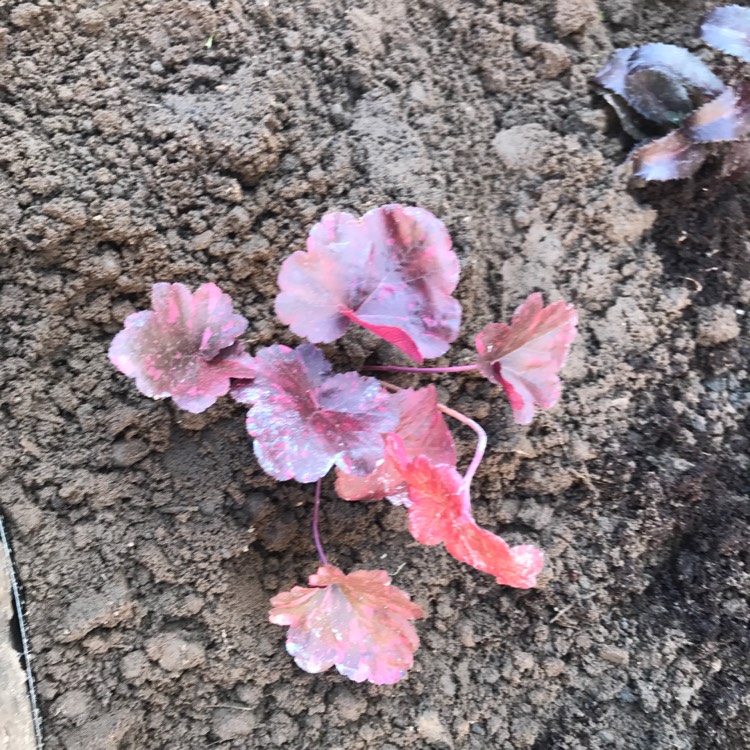 plant image 521851