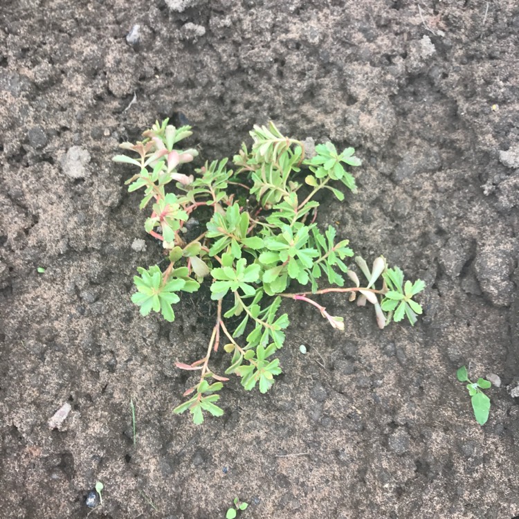 Plant image Sedum kamtschaticum 'Weihenstephaner Gold'