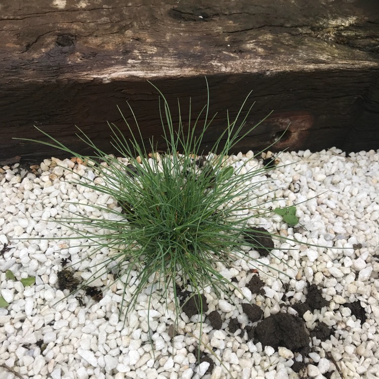 plant image 676391
