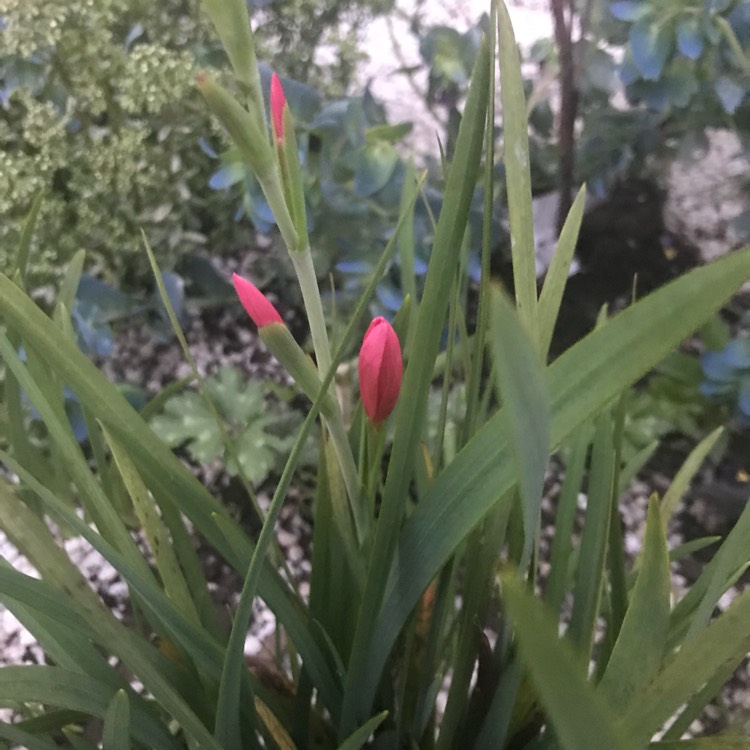 plant image 733364 plant image 733364