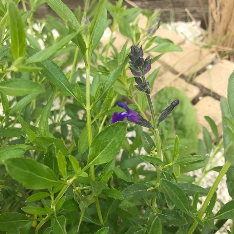 Plant image Salvia Microphylla 'Blue Note'