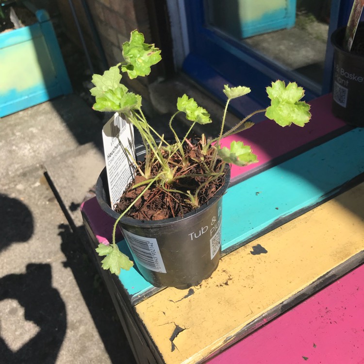 Plant image Heuchera 'Coral Forest'