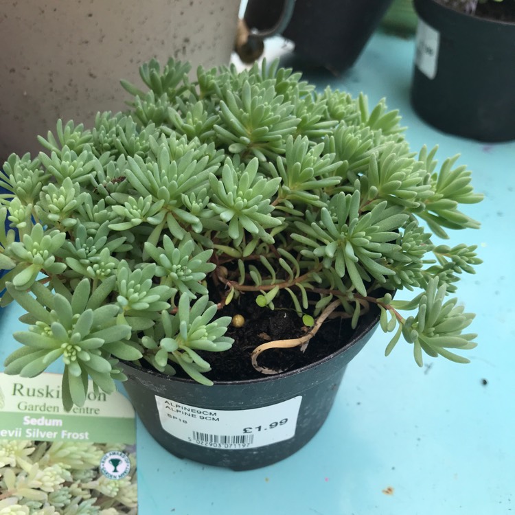 plant image 754400