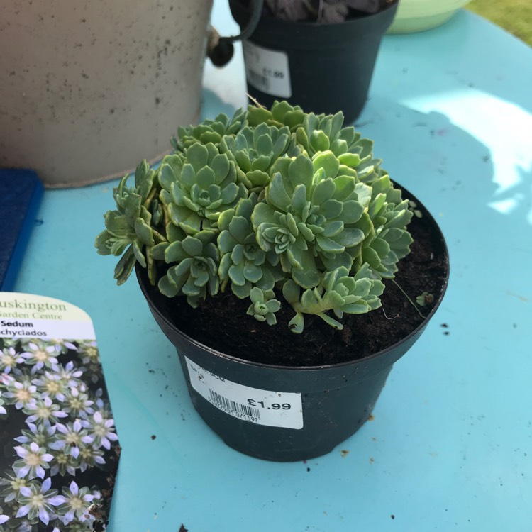 plant image 754404 plant image 754404