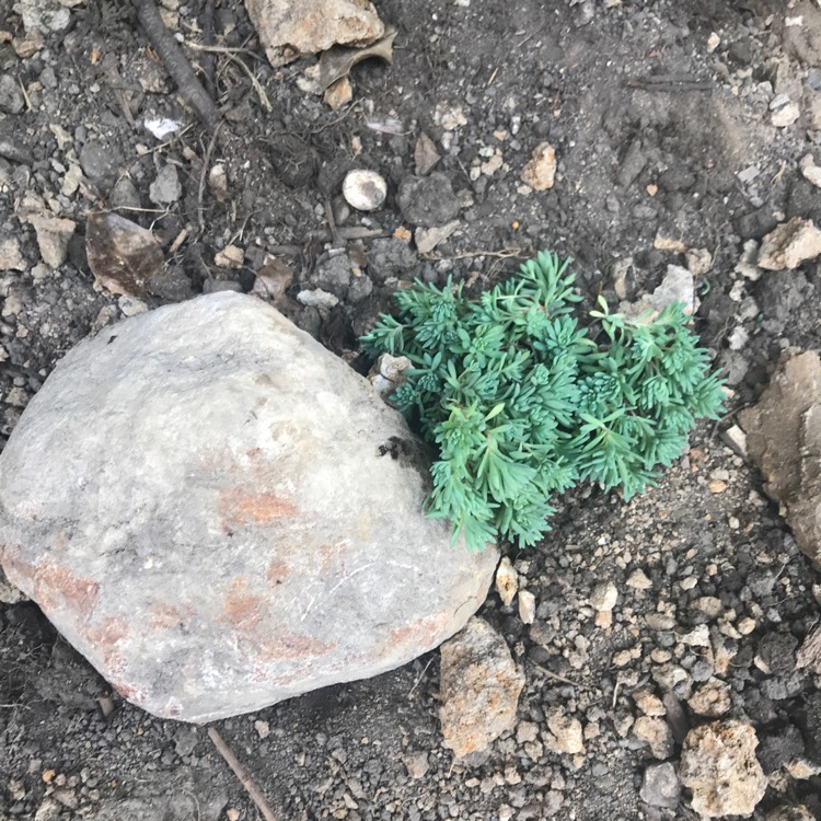 plant image 756991