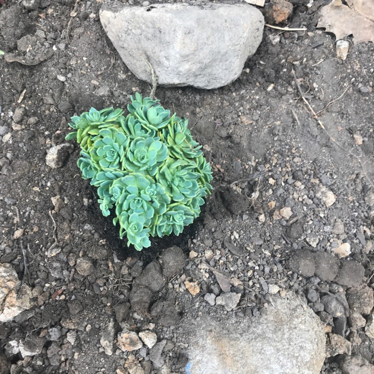 plant image 756996 plant image 756996