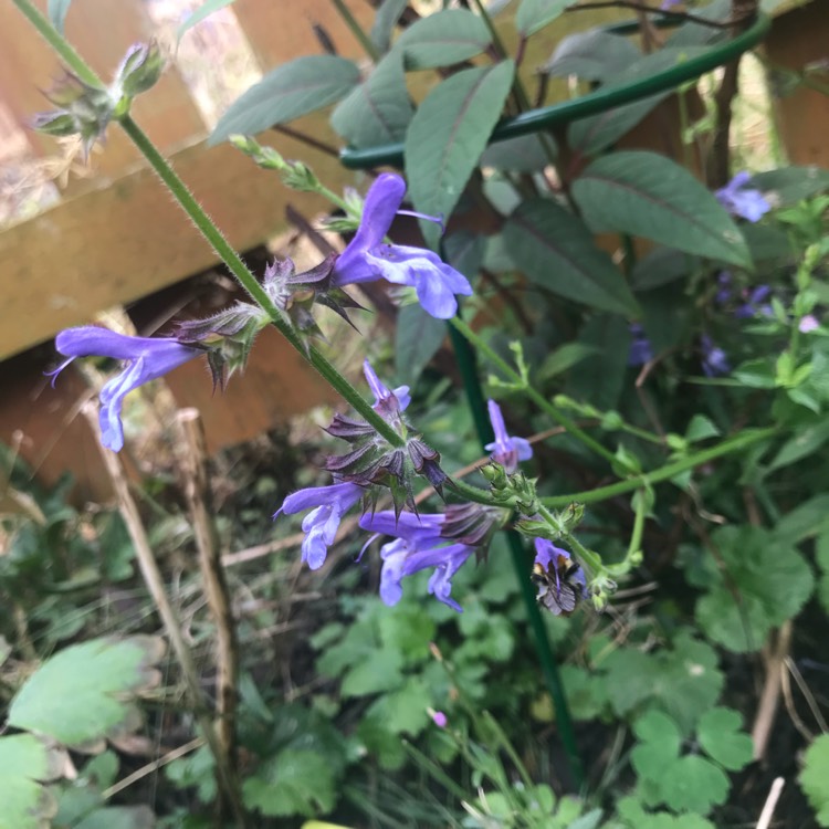 Plant image Salvia uliginosa 'African Skies'