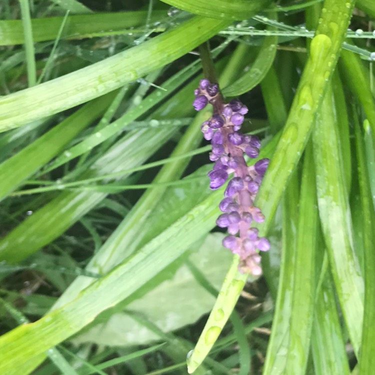 Plant image Liriope muscari 'Moneymaker'