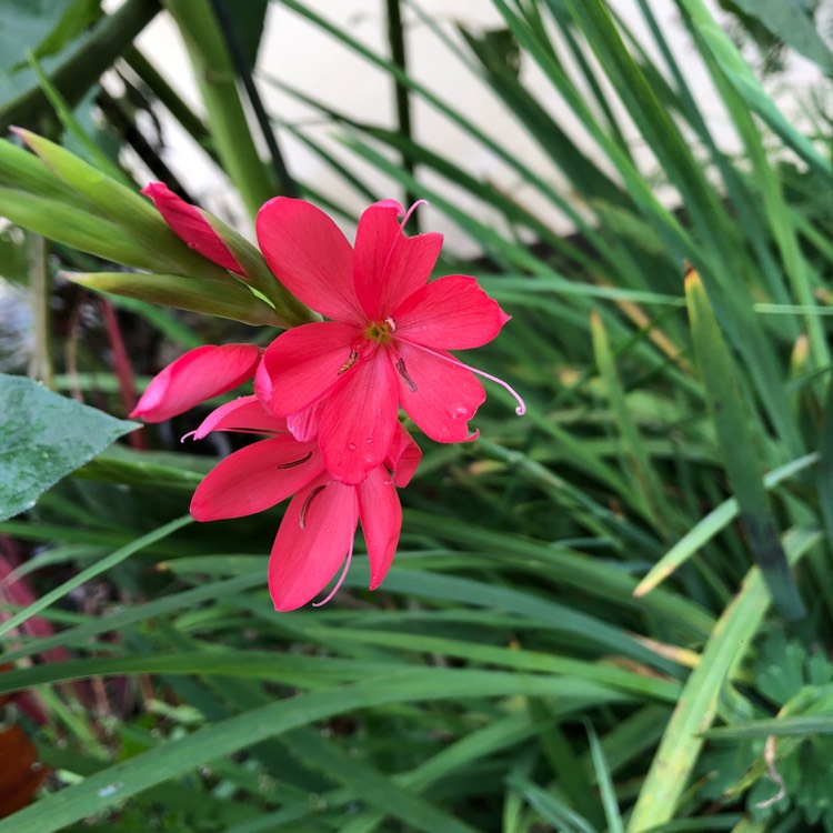 plant image 843506 plant image 843506