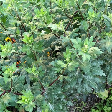 Chrysanthemum