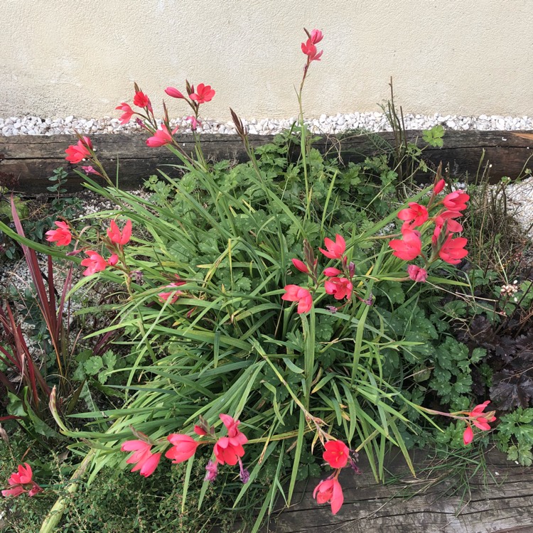 plant image 865198 plant image 865198