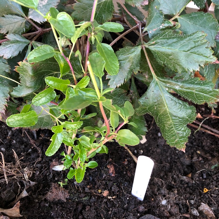Plant image Salvia x jamensis 'Peter Vigeon'