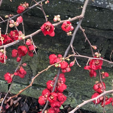 Chaenomeles japonica