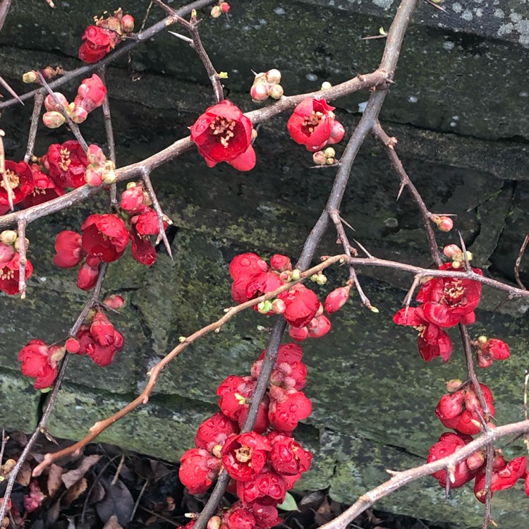 Plant image Chaenomeles japonica