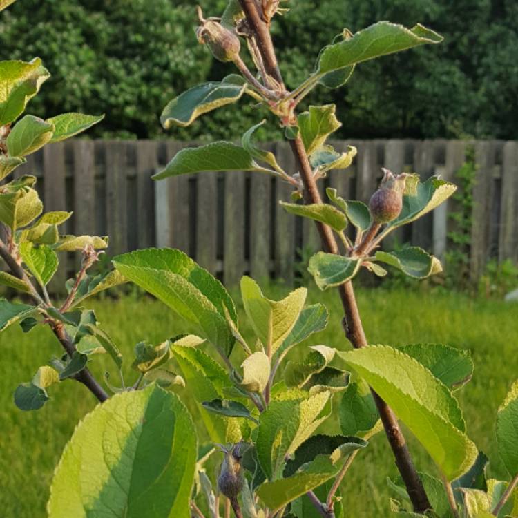 Plant image Malus domestica 'Red Delicious'