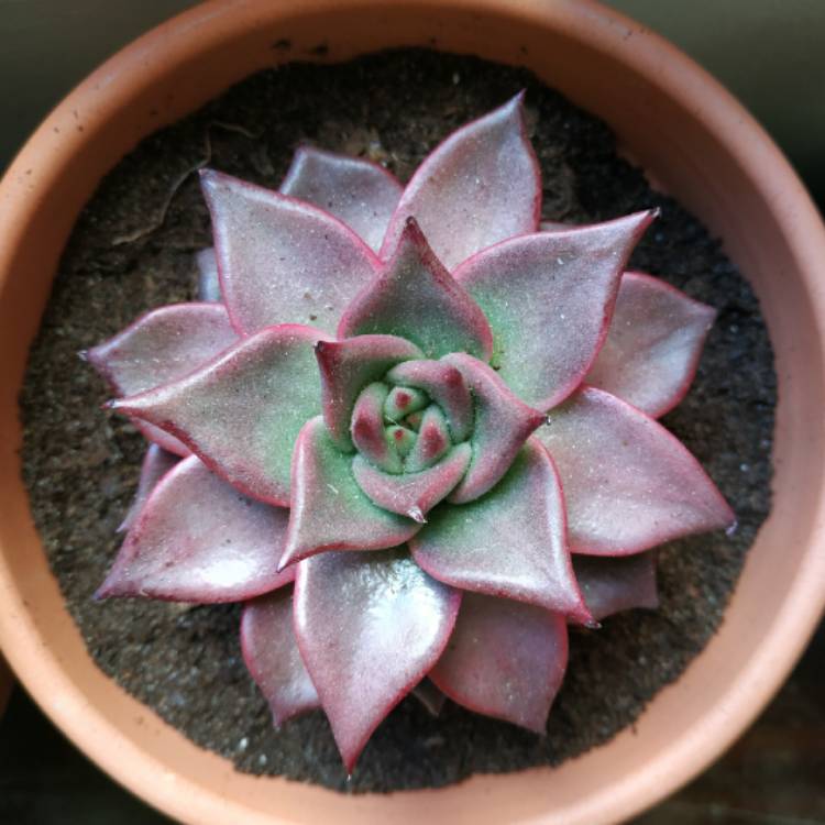 plant image 1094011