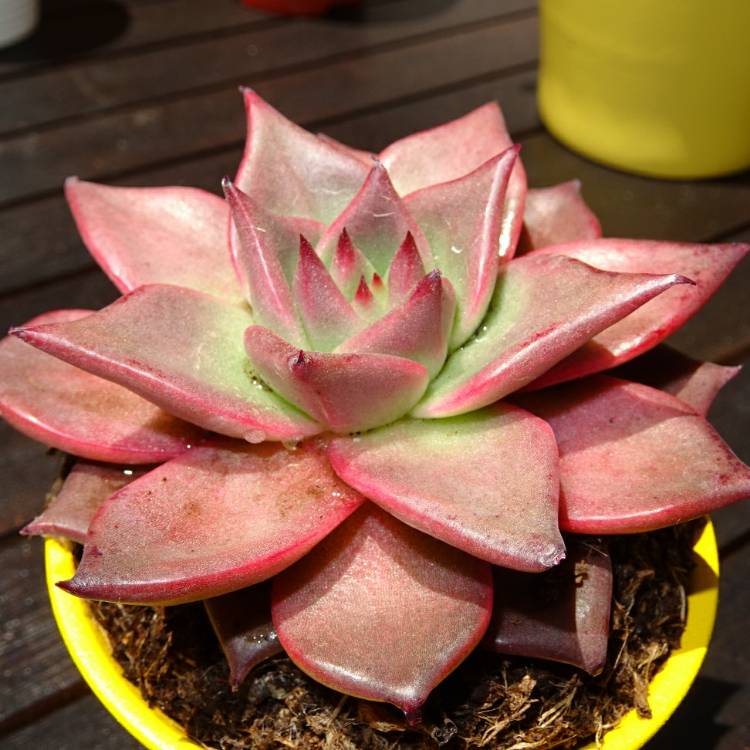 plant image 1094012