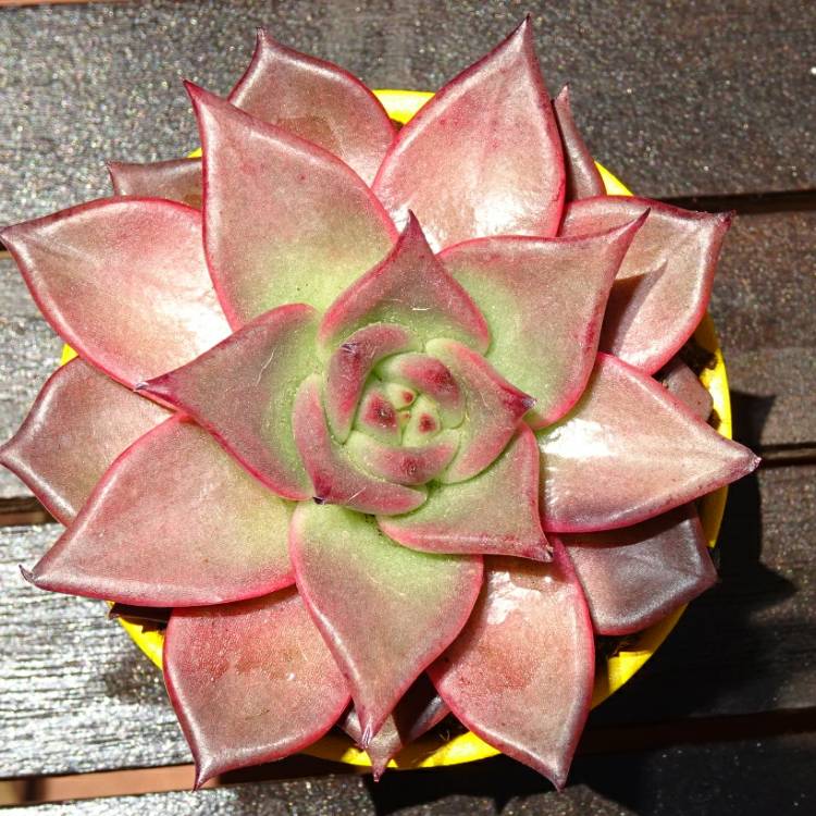 plant image 1094014